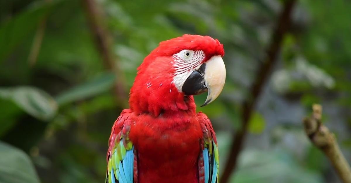 Captivating shot of the Parrot, or Burung Beo in Bahasa Indonesia.