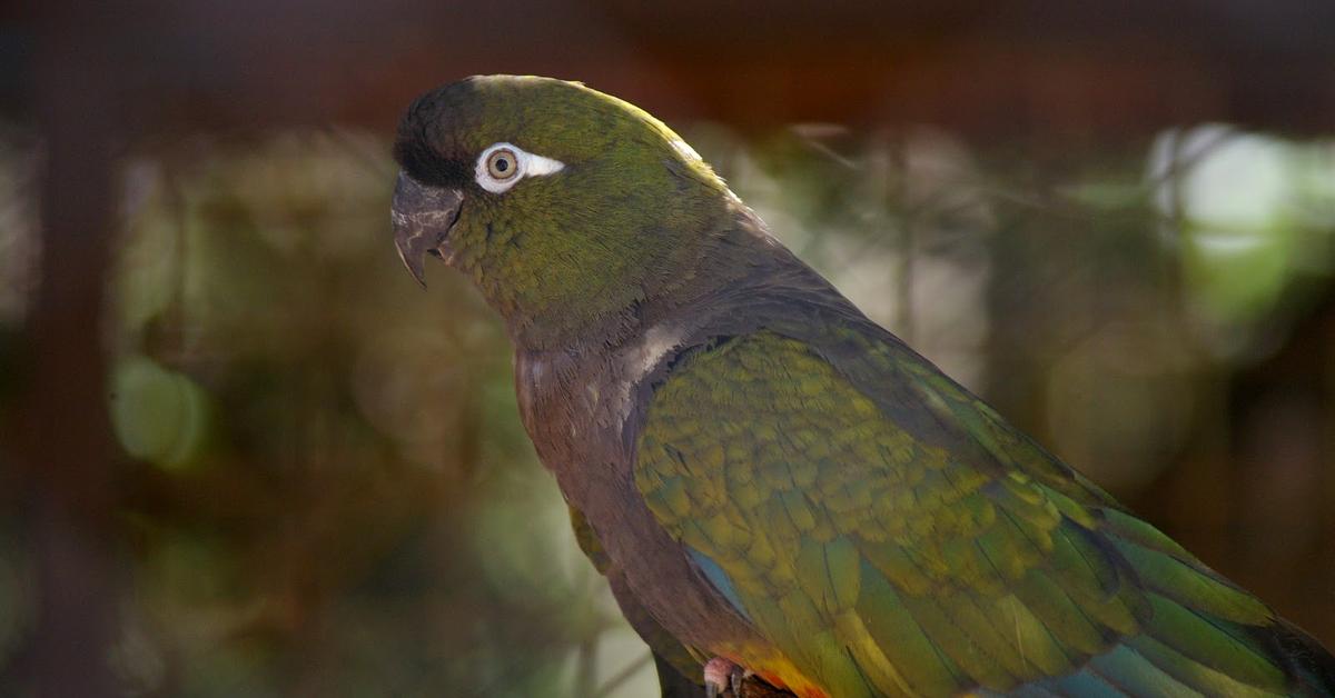 Stunning depiction of Parrot, also referred to as Psittacidae.