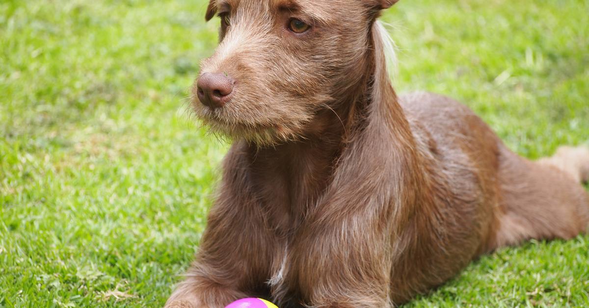 Close encounter with the Patterdale Terrier, scientifically called Canis lupus.