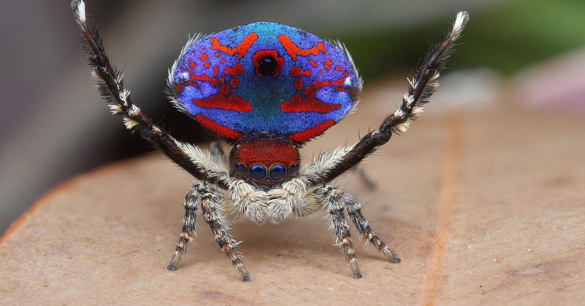 Captivating shot of the Peacock Spider, or Laba-laba Merak in Bahasa Indonesia.