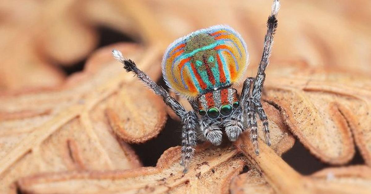 Dynamic image of the Peacock Spider, popularly known in Indonesia as Laba-laba Merak.