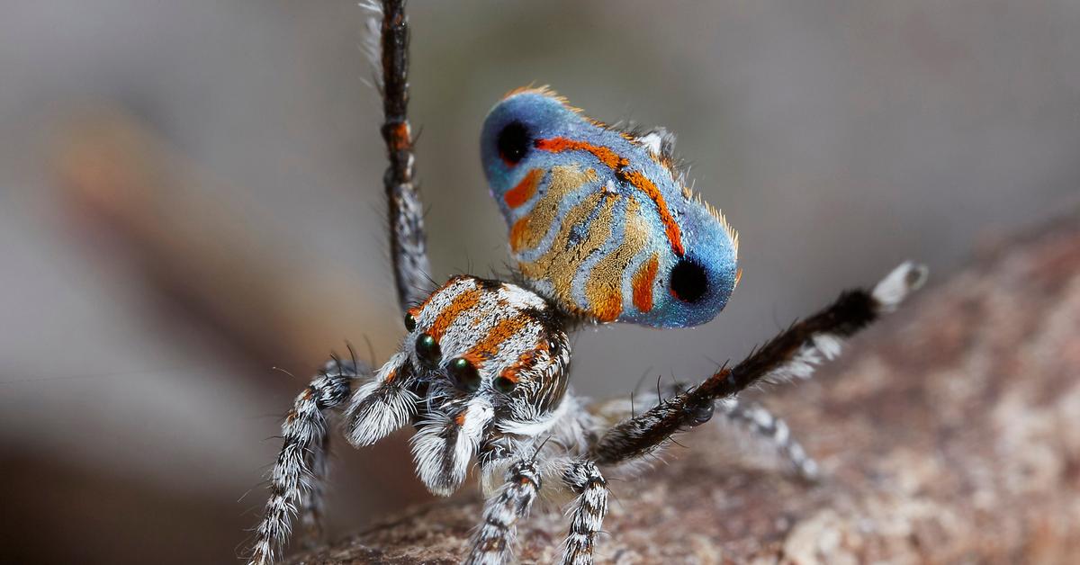 Insightful look at the Peacock Spider, known to Indonesians as Laba-laba Merak.