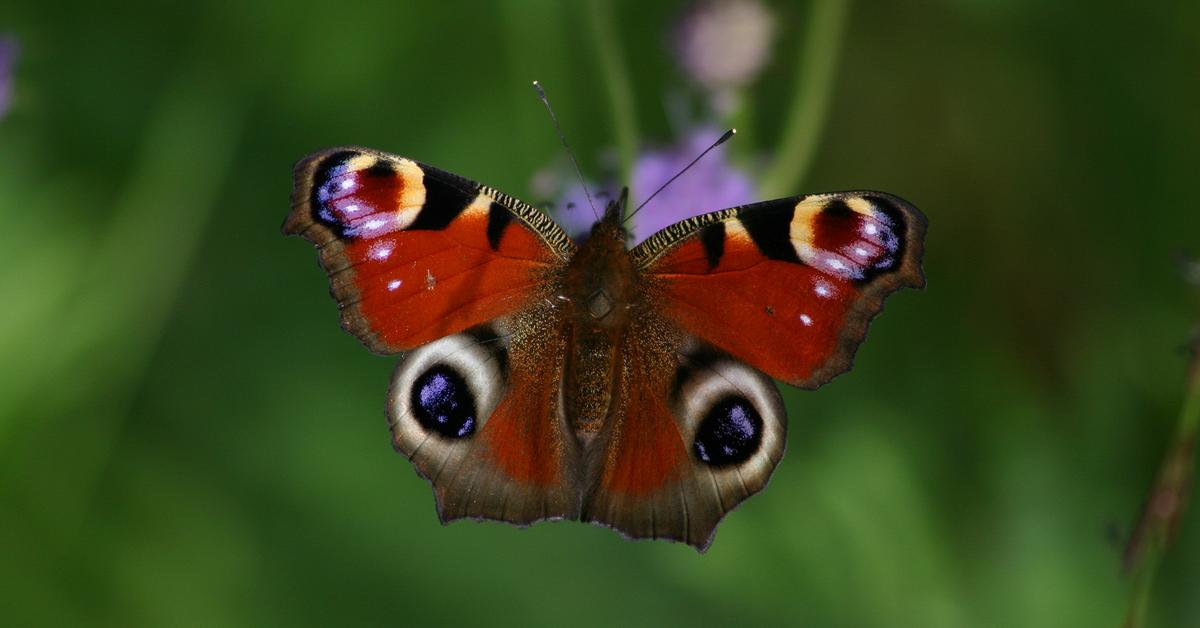 Charming view of the Peacock Butterfly, in Indonesia referred to as Kupu-kupu Merak.