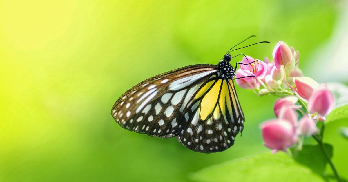 Unique portrayal of the Papillon, also called Kupu-kupu in Bahasa Indonesia.