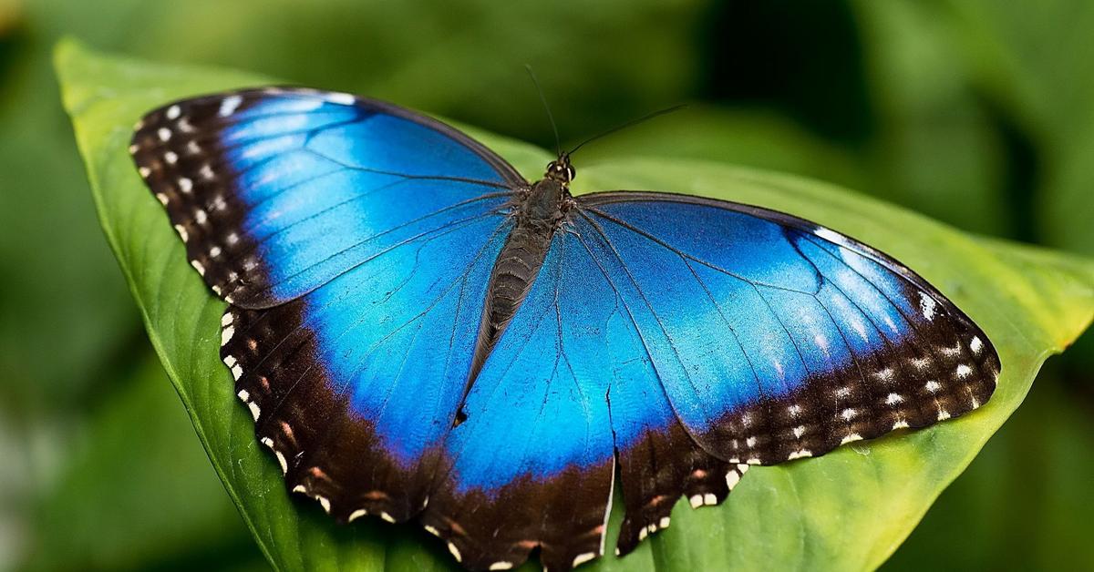 The Papillon in its natural beauty, locally called Kupu-kupu.