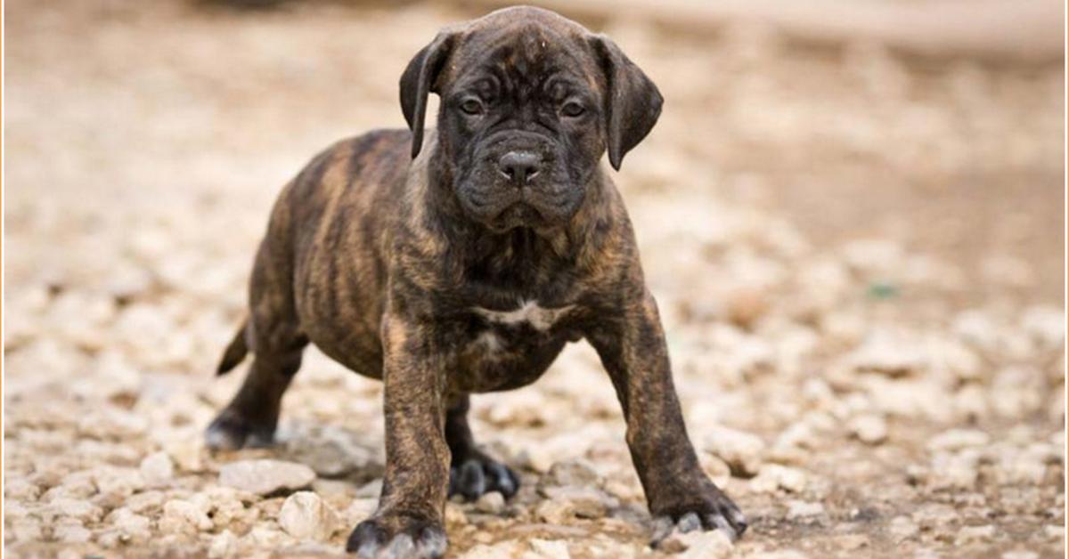 Striking appearance of the Perro De Presa Canario, known in scientific circles as Canis lupus.