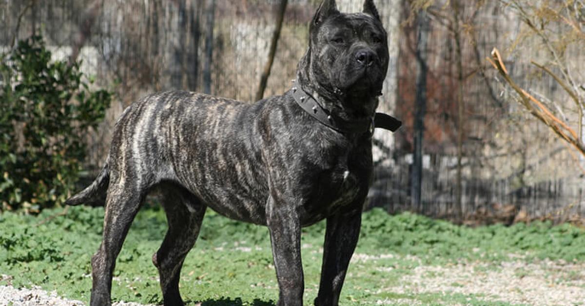 Vibrant snapshot of the Perro De Presa Canario, commonly referred to as Anjing Perro De Presa Canario in Indonesia.