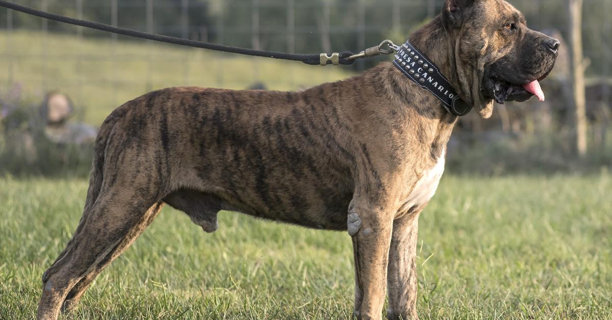 The elegant Perro De Presa Canario (Canis lupus), a marvel of nature.