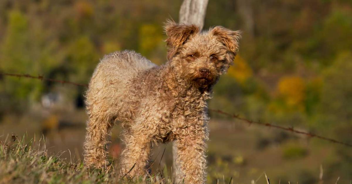 Elegant Pumi in its natural habitat, called Anjing Pumi in Indonesia.