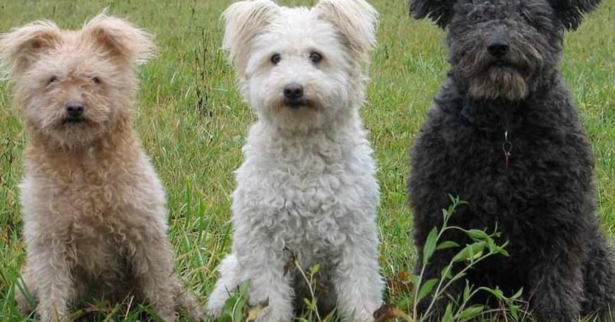 The Pumi, an example of Canis lupus, in its natural environment.