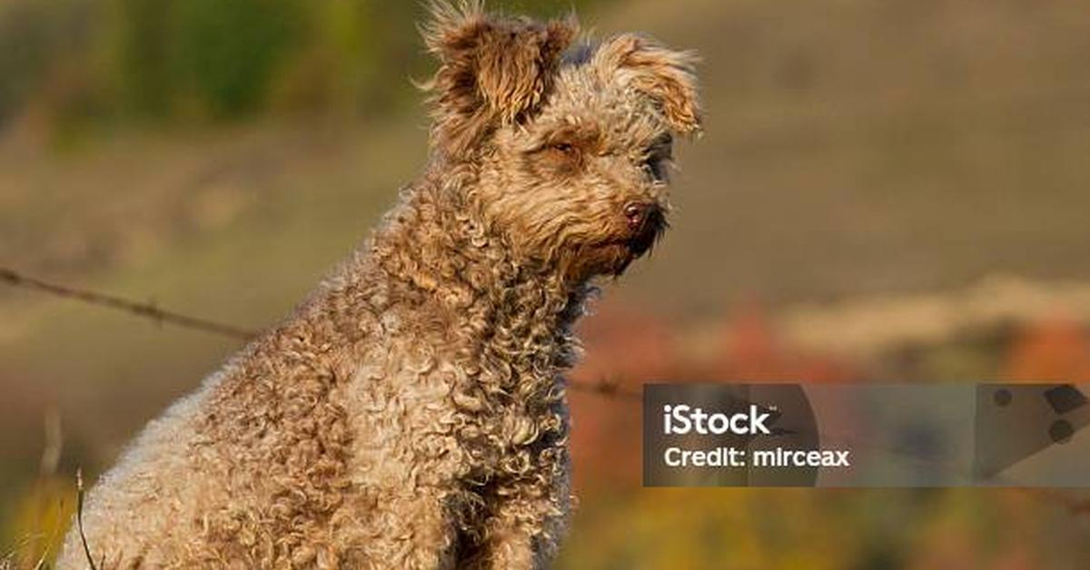 Distinctive Pumi, in Indonesia known as Anjing Pumi, captured in this image.