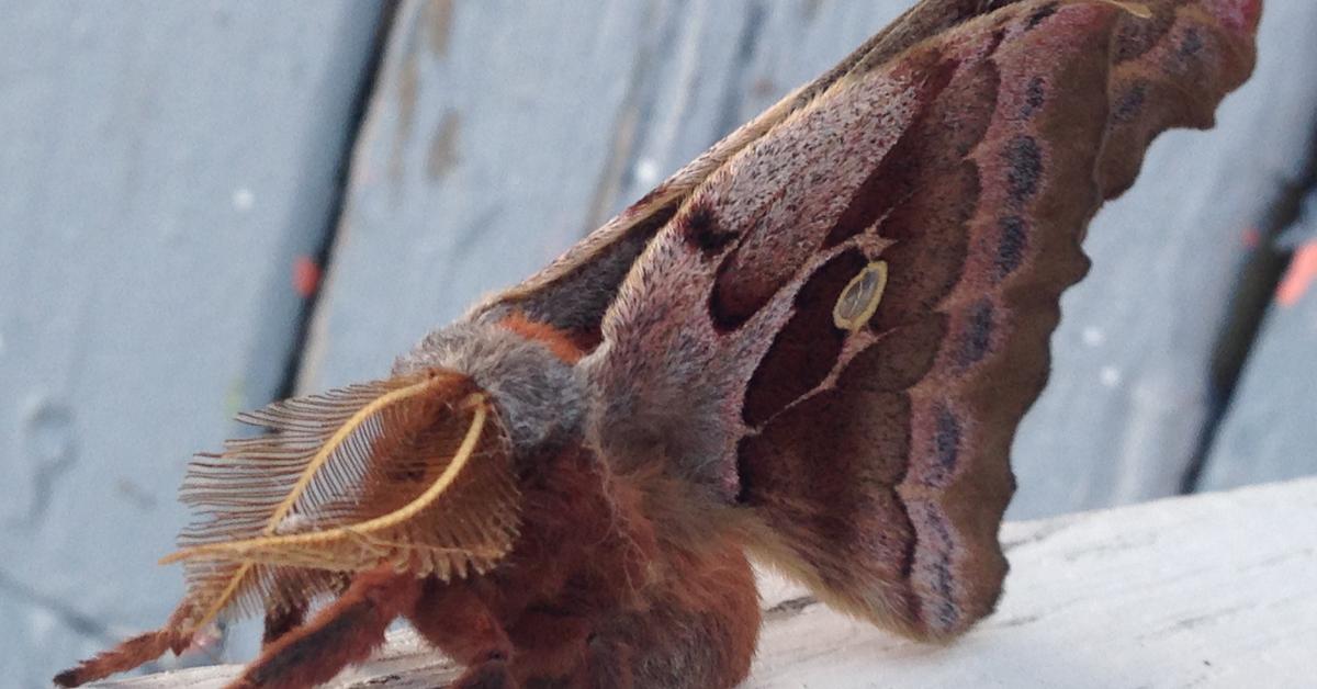 Picture of Polyphemus Moth, known in Indonesia as Kupu-kupu Polyphemus.