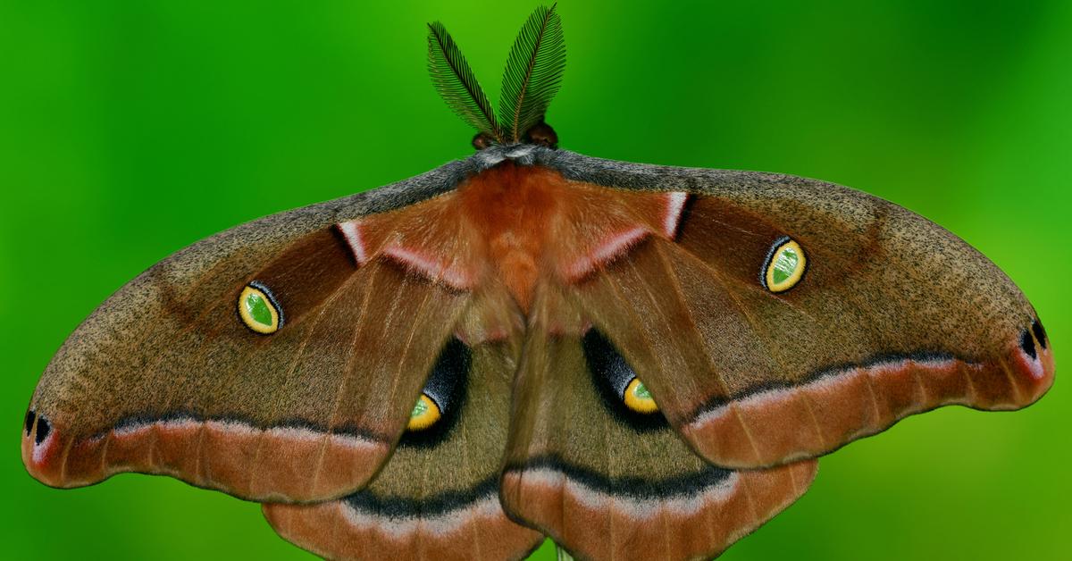 Visual of Polyphemus Moth, or Kupu-kupu Polyphemus in Indonesian, showcasing its beauty.