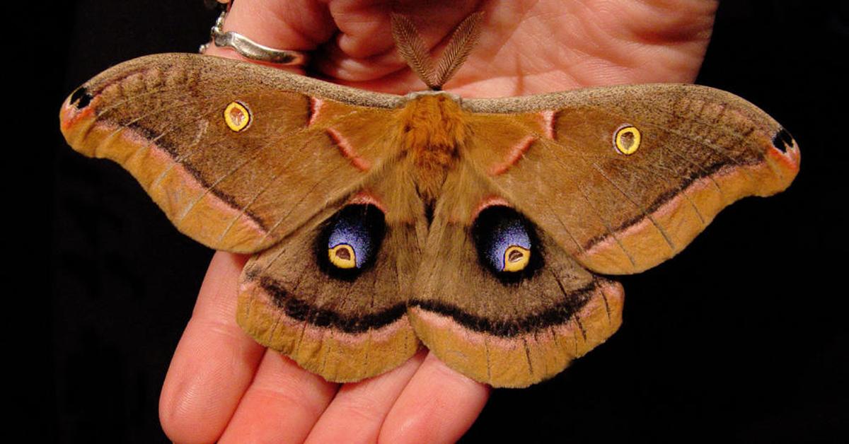 Detailed shot of the Polyphemus Moth, or Antheraea polyphemus, in its natural setting.