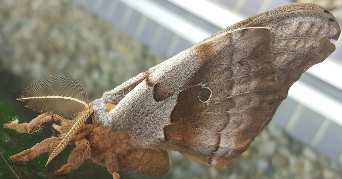 Graceful Polyphemus Moth, a creature with the scientific name Antheraea polyphemus.