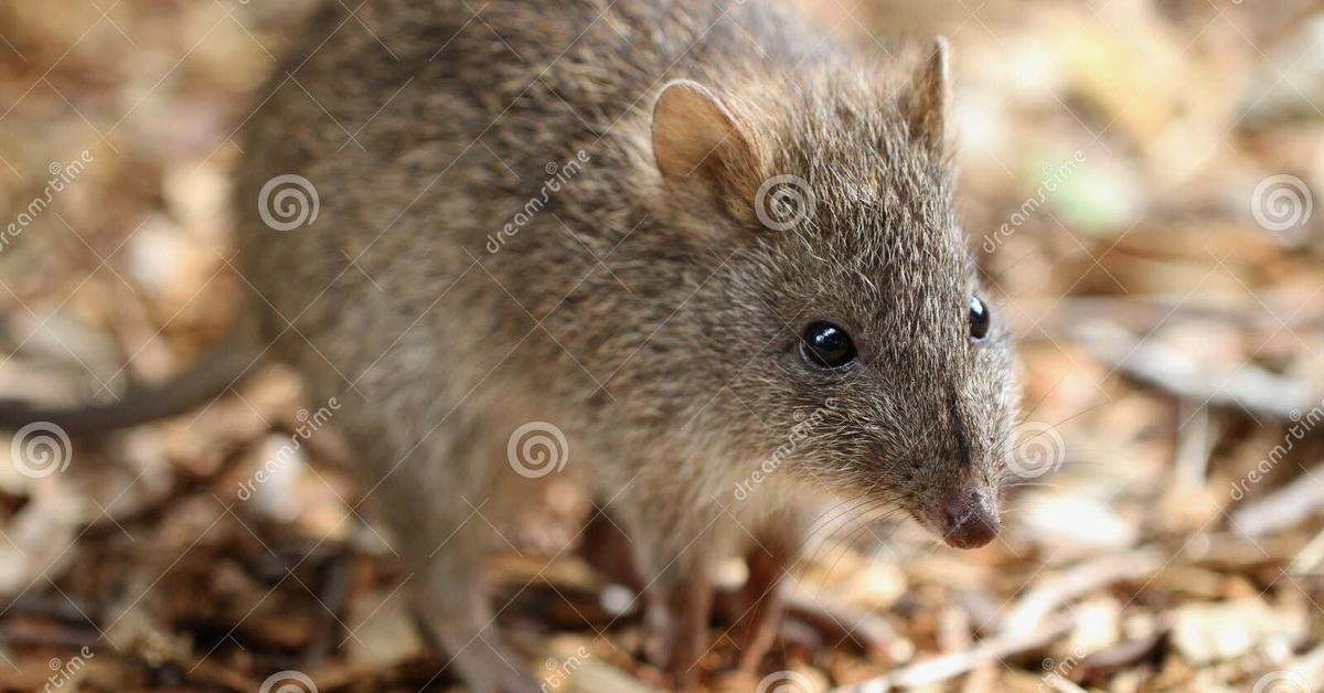 The elegant Potoroo (Potorous tridactylus), a marvel of nature.