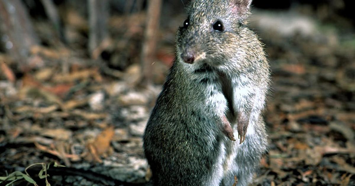 Distinctive Potoroo, in Indonesia known as Potoroo, captured in this image.