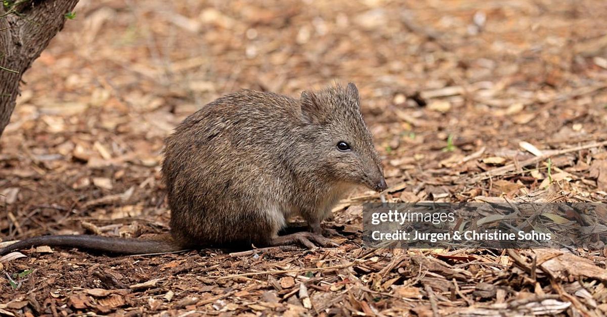 Vibrant snapshot of the Potoroo, commonly referred to as Potoroo in Indonesia.