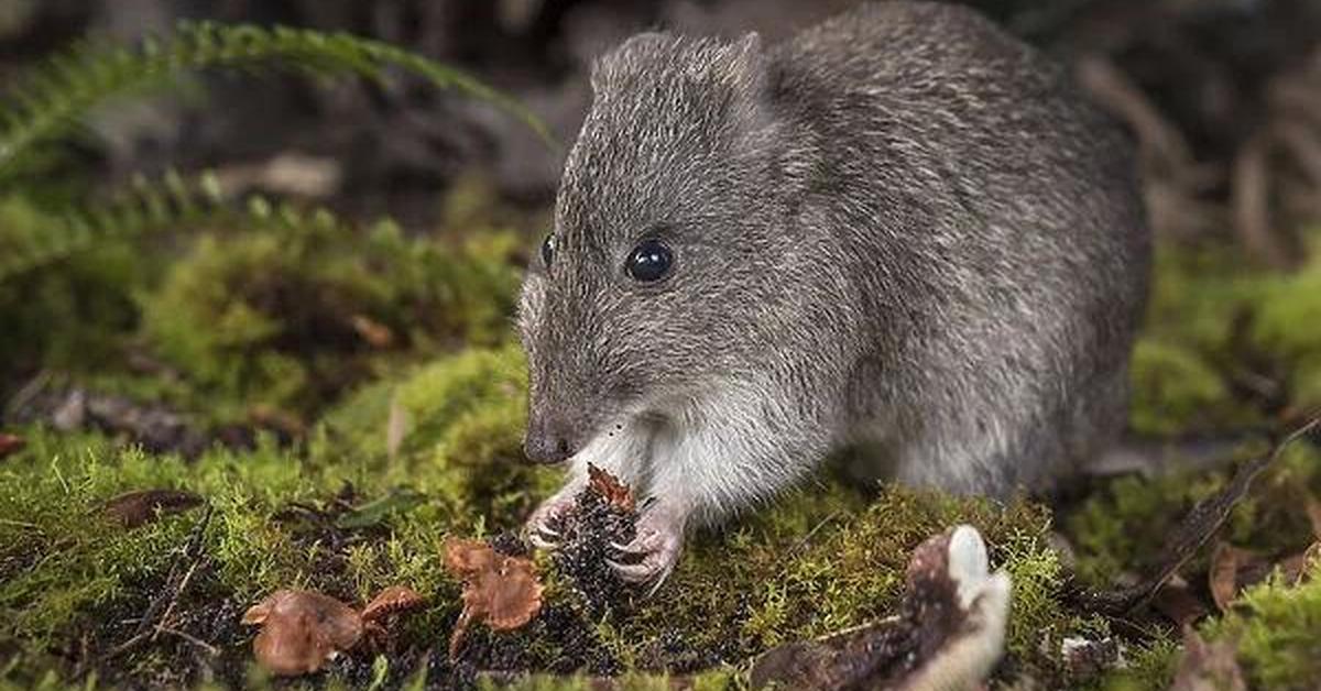 Striking appearance of the Potoroo, known in scientific circles as Potorous tridactylus.