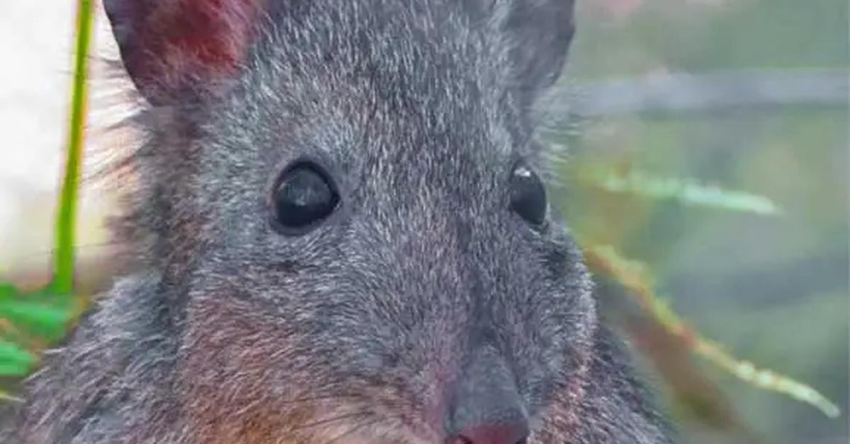 Unique portrayal of the Potoroo, also called Potoroo in Bahasa Indonesia.