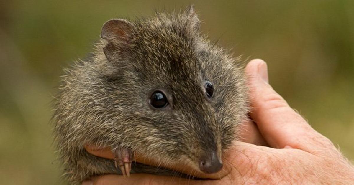 The alluring Potoroo, commonly referred to as Potoroo in Bahasa Indonesia.