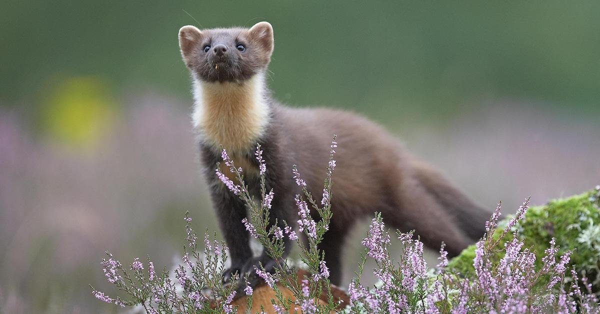 Close-up view of the Pine Marten, known as Marten Pinus in Indonesian.