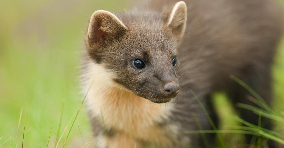 The Pine Marten, a species known as Martes, in its natural splendor.