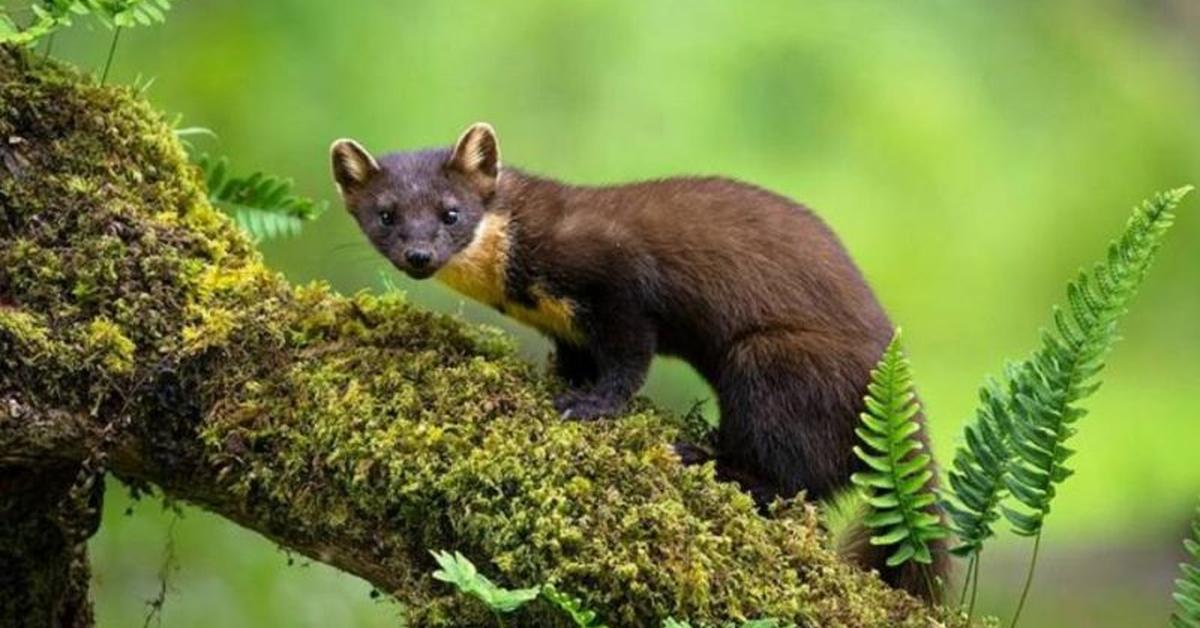 Picture of Pine Marten, known in Indonesia as Marten Pinus.