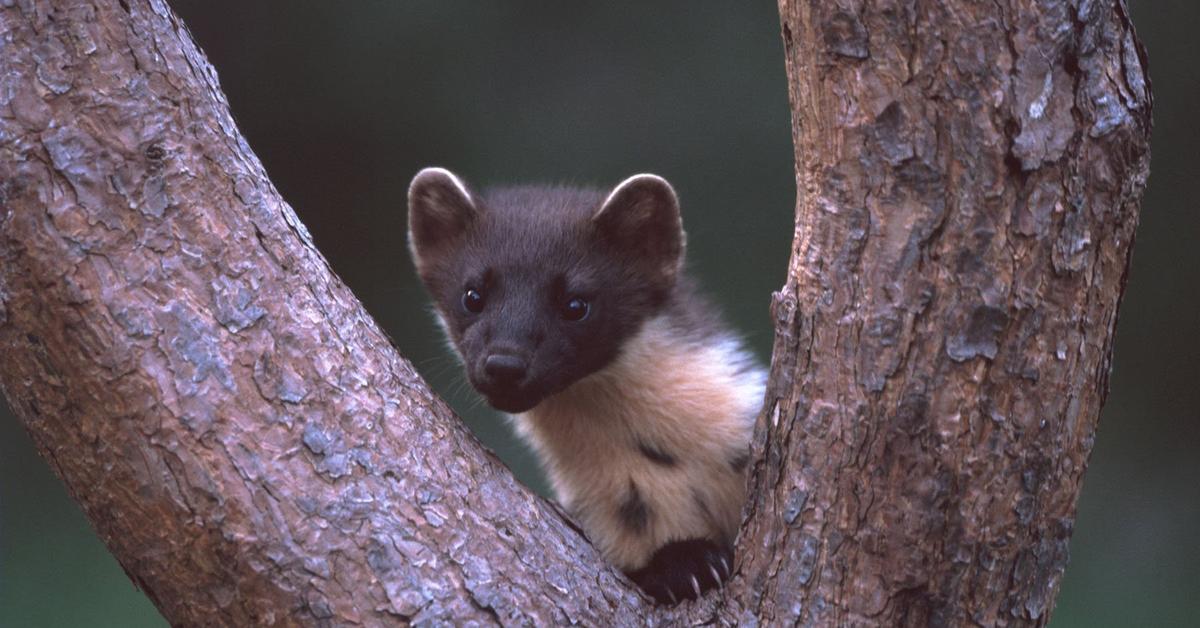 Snapshot of the intriguing Pine Marten, scientifically named Martes.