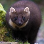 Exquisite image of Pine Marten, in Indonesia known as Marten Pinus.