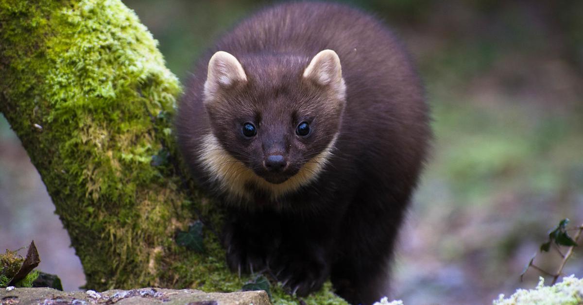 Stunning image of the Pine Marten (Martes), a wonder in the animal kingdom.