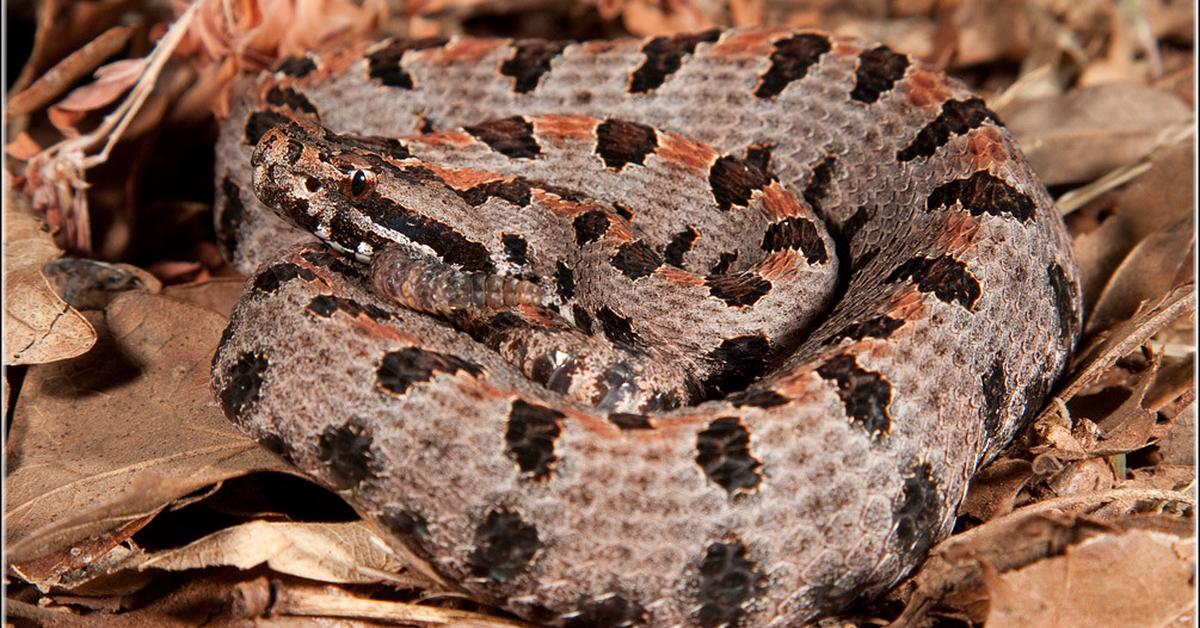 The fascinating Pygmy Rattlesnake, scientifically known as miliarius.