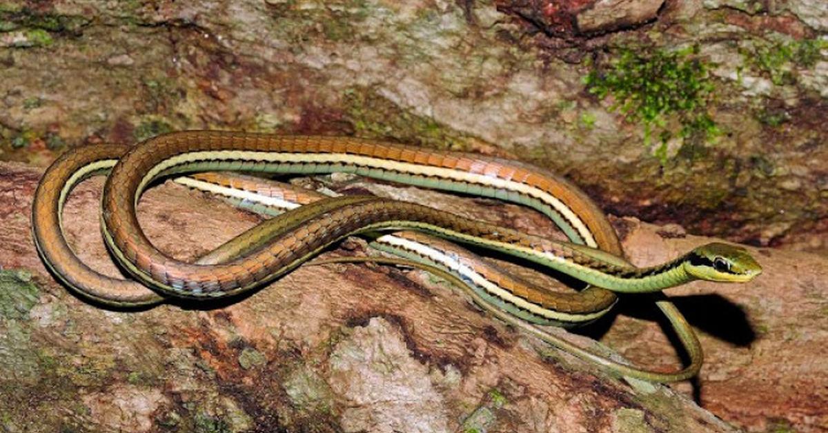 Unique portrayal of the Pygmy Rattlesnake, also called Ular Kecil Berbisa in Bahasa Indonesia.