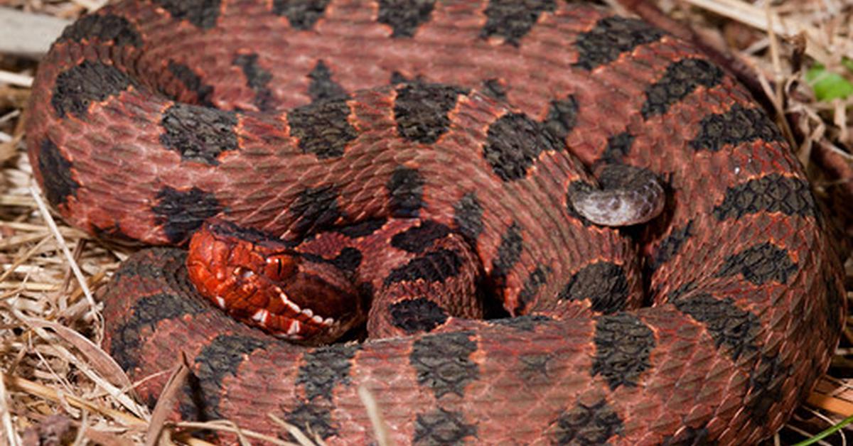 Engaging shot of the Pygmy Rattlesnake, recognized in Indonesia as Ular Kecil Berbisa.