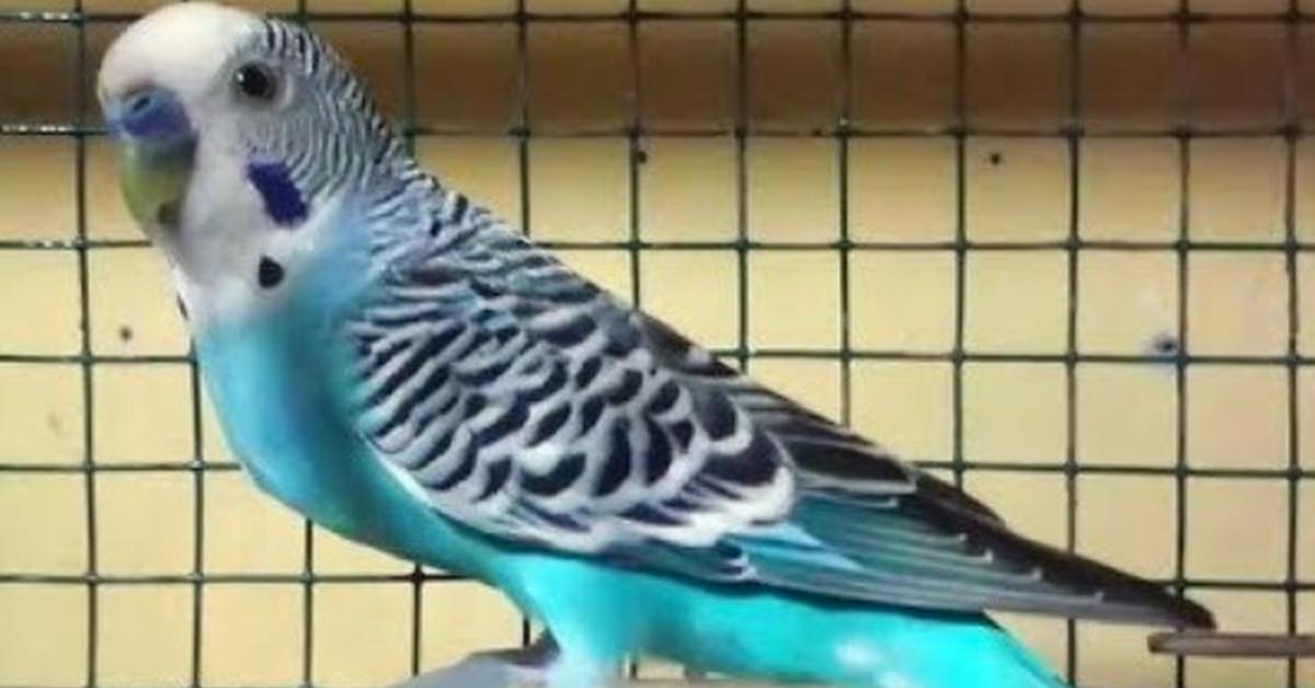 A look at the Parrotlet, also recognized as Burung Parrotlet in Indonesian culture.