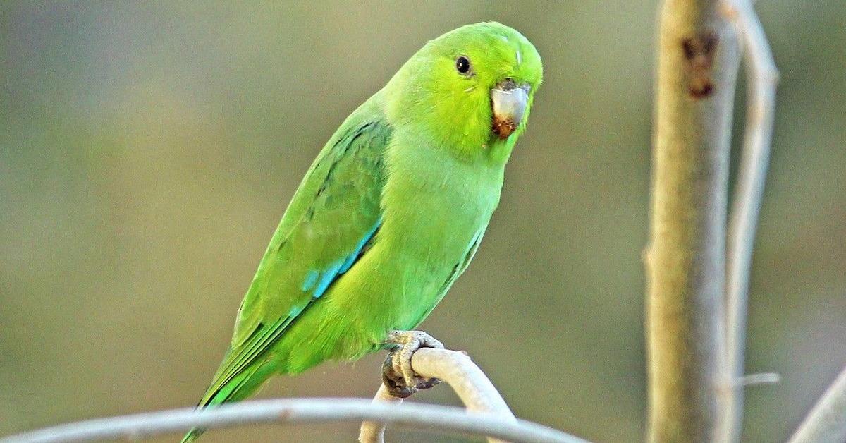 Distinctive Parrotlet, in Indonesia known as Burung Parrotlet, captured in this image.