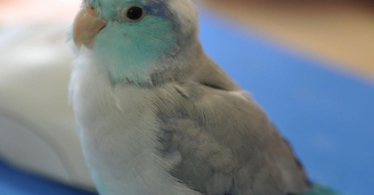 Captured elegance of the Parrotlet, known in Indonesia as Burung Parrotlet.