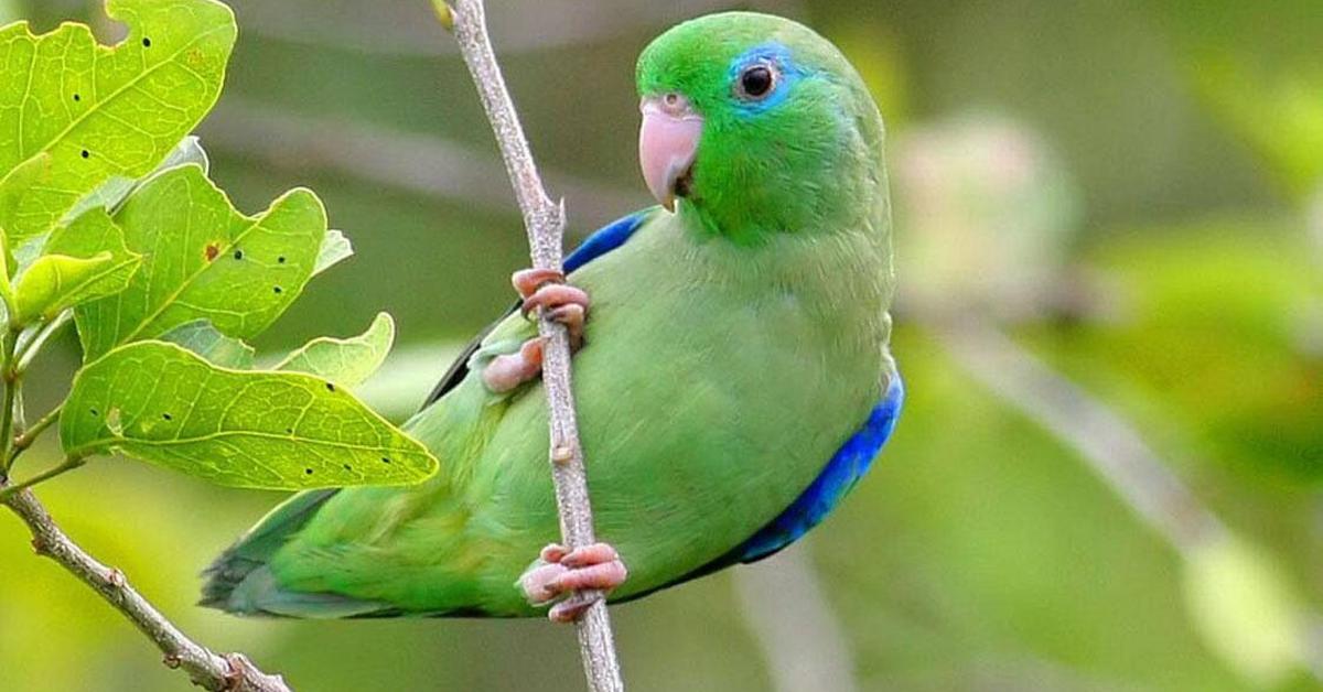 Stunning depiction of Parrotlet, also referred to as Forpus cyanopygius.