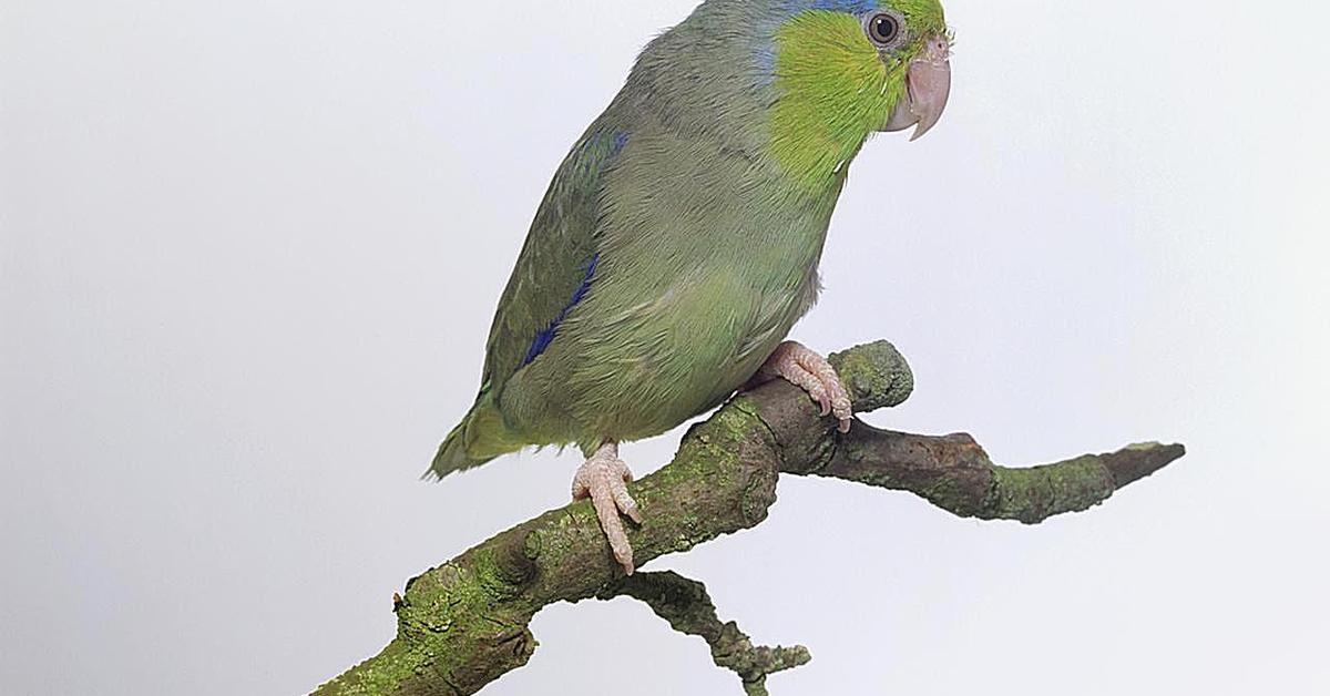 The Parrotlet, a species known as Forpus cyanopygius, in its natural splendor.