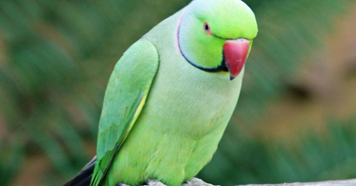 Engaging shot of the Parakeet, recognized in Indonesia as Parkit.