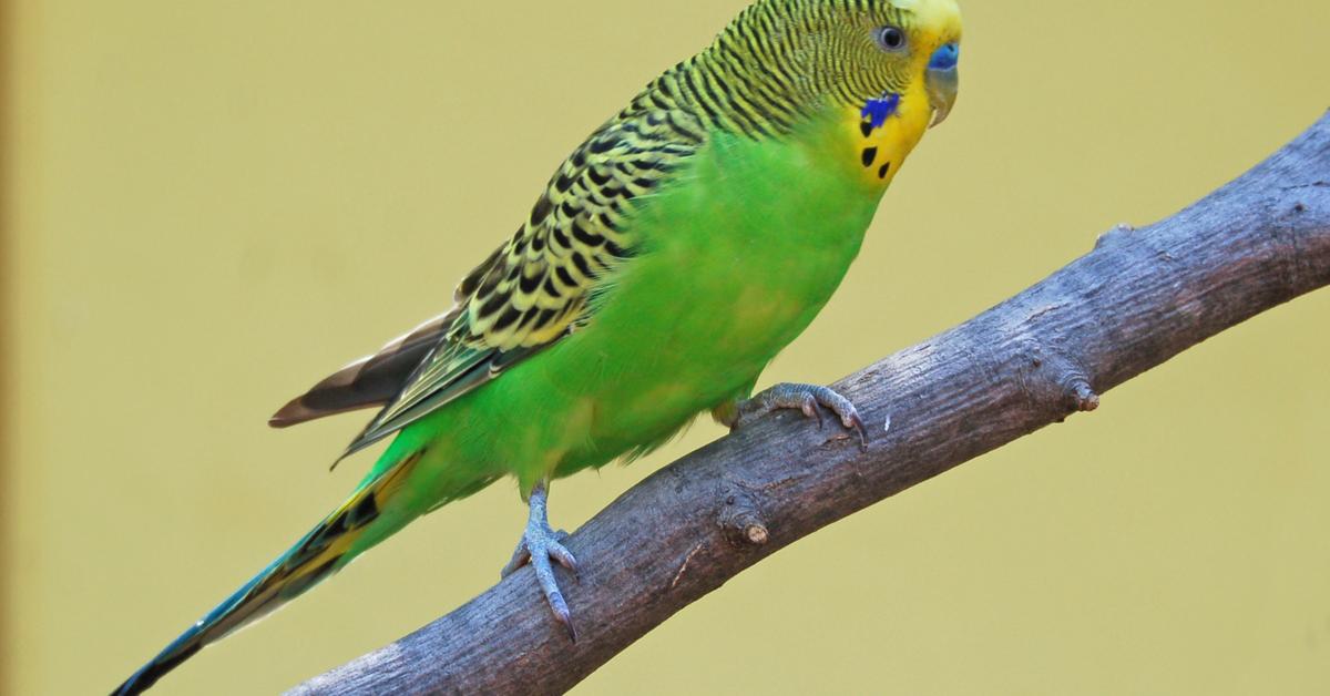 Distinctive Parakeet, in Indonesia known as Parkit, captured in this image.