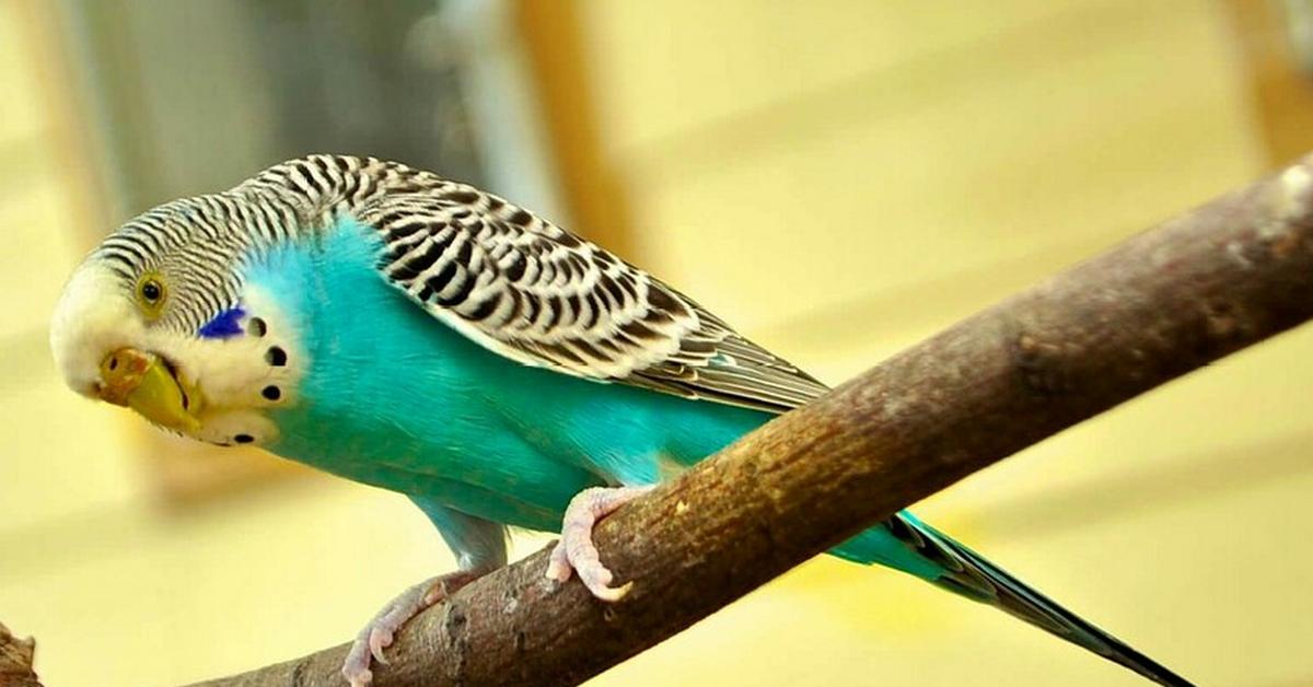 Photogenic Parakeet, scientifically referred to as Psittacidae.