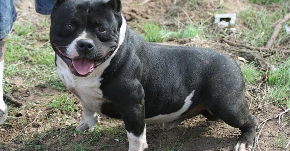 Natural elegance of the Pocket Pitbull, scientifically termed Canis lupus.