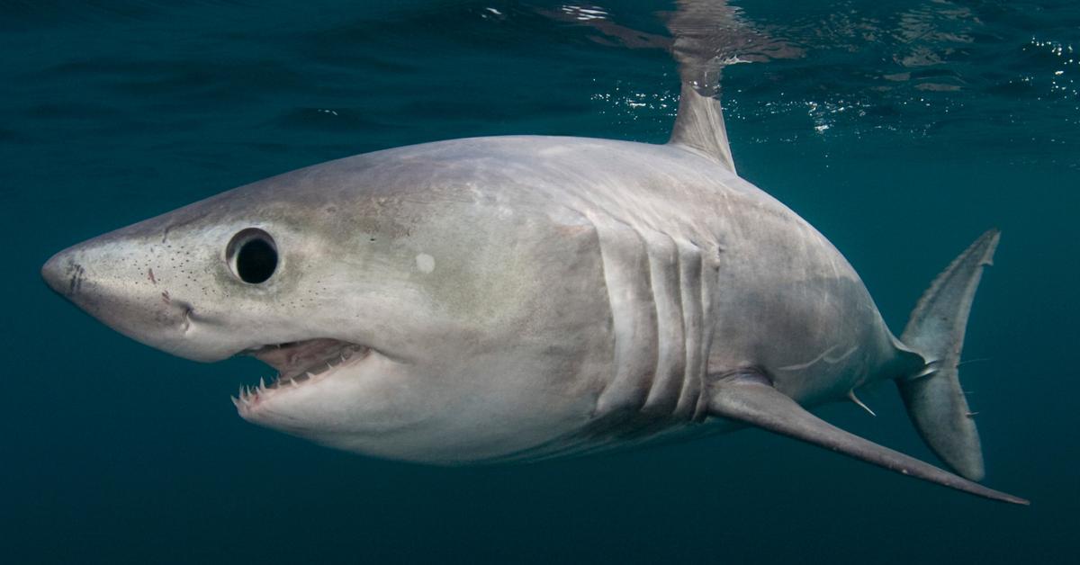 Captured moment of the Porbeagle Shark, in Indonesia known as Hiu Porbeagle.