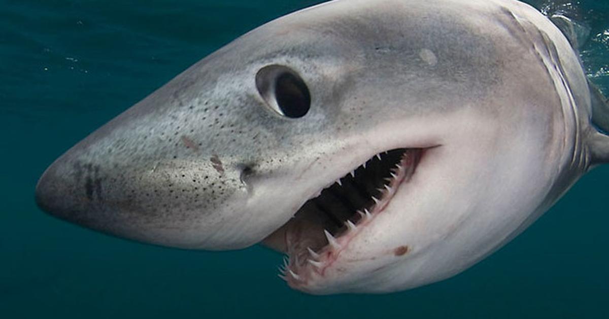 Elegant Porbeagle Shark in its natural habitat, called Hiu Porbeagle in Indonesia.