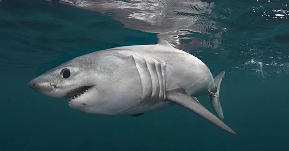 The fascinating Porbeagle Shark, scientifically known as Lamna nasus.