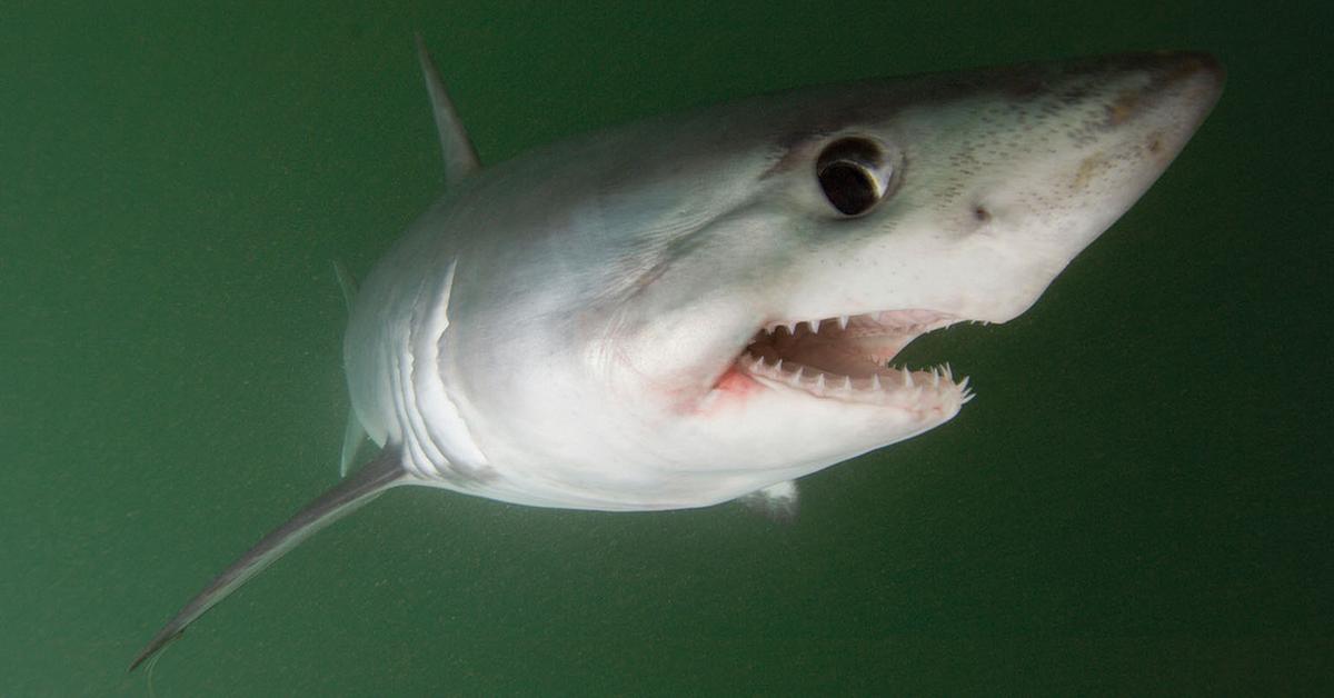 Distinctive Porbeagle Shark, in Indonesia known as Hiu Porbeagle, captured in this image.