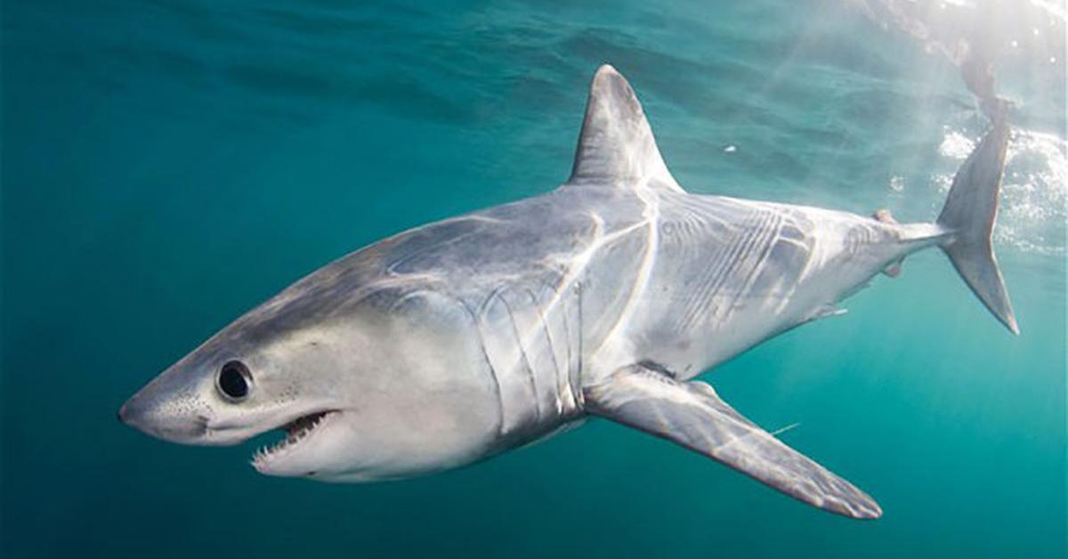 Glimpse of the Porbeagle Shark, known in the scientific community as Lamna nasus.