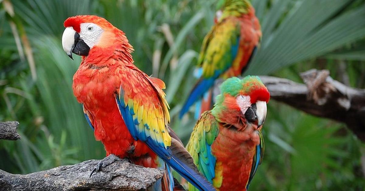 Distinctive Painted Bunting, in Indonesia known as Burung Pintar, captured in this image.