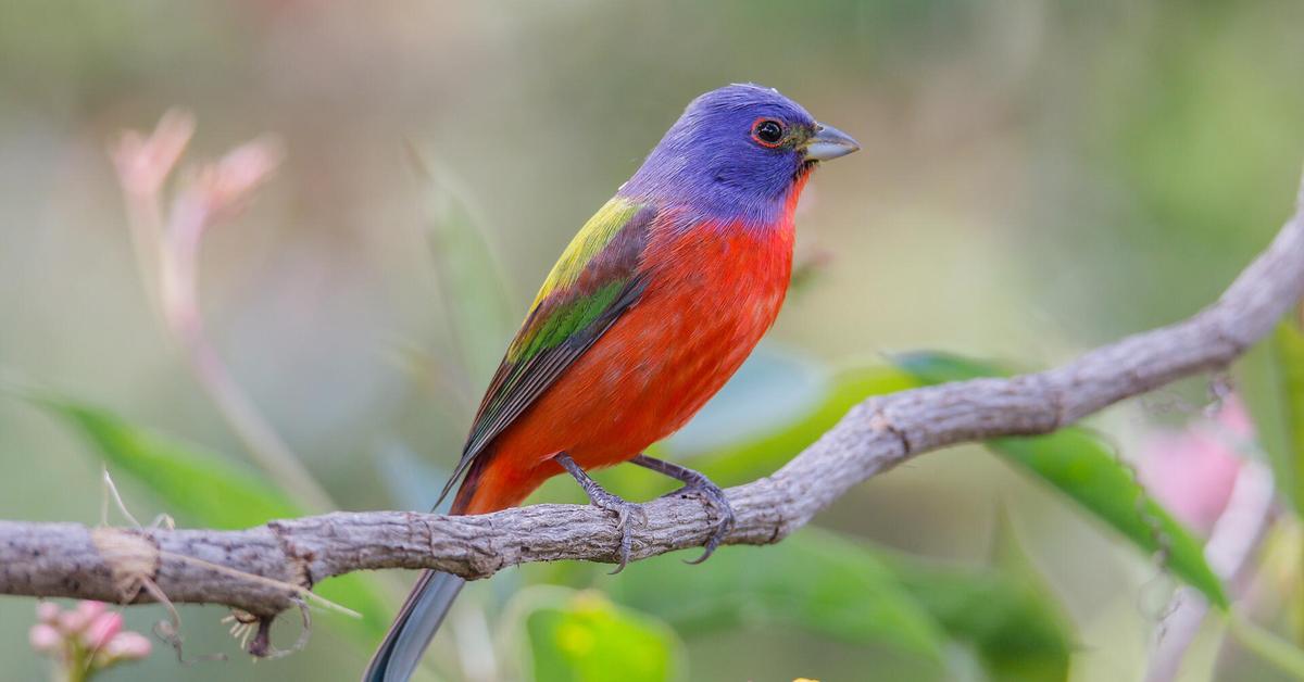 Insightful look at the Painted Bunting, known to Indonesians as Burung Pintar.